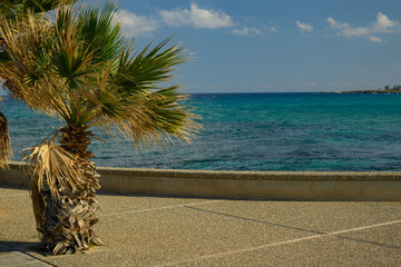 Seaside Promenade with Palm Trees and Blue Ocean