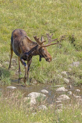 USA, Colorado, Gould. Rocky Mountain Shiras male moose and water.