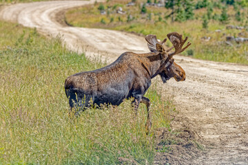 USA, Colorado, Gould. Rocky Mountain Shiras male moose and road.