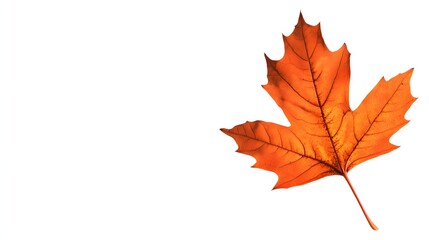 Fototapeta premium Single vibrant orange autumn leaf isolated on white