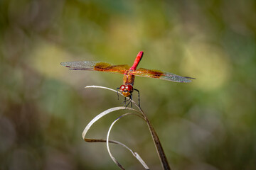 USA, Colorado, Fort Collins. Red-veined darter dragonfly close-up.