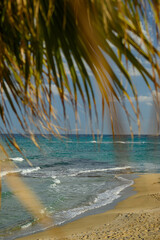 Beach View through Palm Leaves