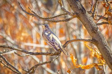 USA, Colorado, Fort Collins. Female American robin in tree.