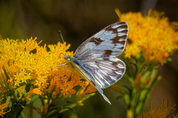 USA, Colorado, Fort Collins. Grey copper butterfly on flower.