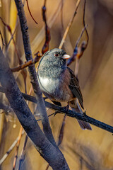 USA, Colorado, Fort Collins. Dark-eyed junco bird in tree.