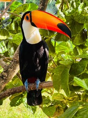 toucan on a branch © camilla11