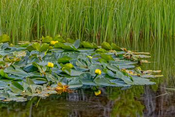 USA, Colorado, Fort Collins. Mountain lily flowers and pads in water.