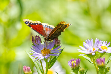 USA, Colorado, Fort Collins. Mourning cloak butterfly feeding on flower.
