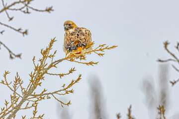 USA, Colorado, Fort Collins. Red-tailed hawk in tree.