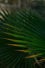 Close-up of Tropical Palm Leaf in Sunlight