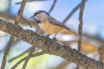 USA, Colorado, Fort Collins. Mountain chickadee bird in tree.