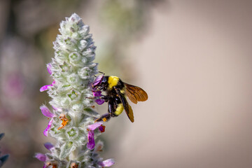 USA, Colorado, Fort Collins. Bumblebee on lamb's ear flowers.