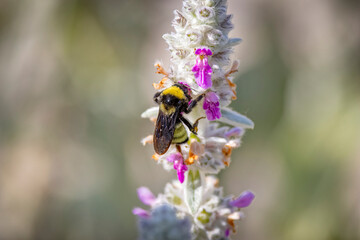USA, Colorado, Fort Collins. Bumblebee on lamb's ear flowers.