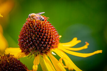 USA, Colorado, Fort Collins. Honey bee on coneflower.