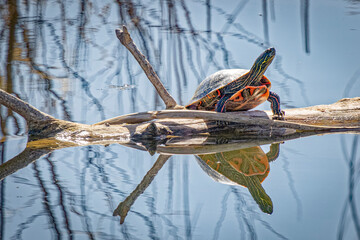 USA, Colorado, Fort Collins. Painted turtle on log.