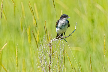 USA, Colorado, Fort Collins. Eastern kingbird on limb.