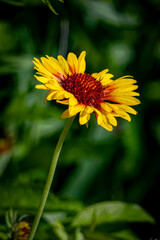 USA, Colorado, Fort Collins. Gaillardia flower close-up.