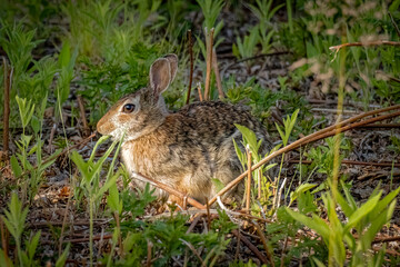 USA, Colorado, Fort Collins. Eastern cottontail rabbit.