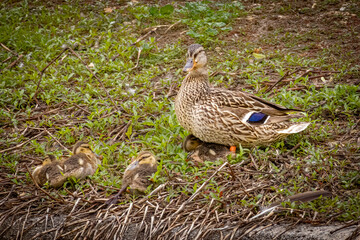 USA, Colorado, Fort Collins. Mallard duck hen with ducklings.