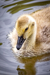 USA, Colorado, Fort Collins. Canada goose gosling in water.
