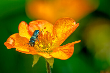 USA, Colorado, Fort Collins. Leafcutter bee on flower.