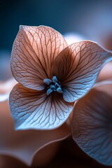 Close-up hydrangea flower, soft light, blue background, nature detail