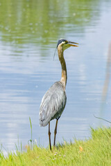 USA, Colorado, Fort Collins. Great blue heron close-up.