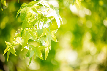 Sunlit green liquidamber leaves with bokeh background