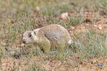 USA, Colorado, Gould. Prairie dog close-up.