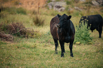 Young black bull grazing in lush meadow eating grass with tongue out