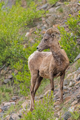 USA, Colorado, Cameron Pass. Male Rocky Mountain bighorn sheep close-up.