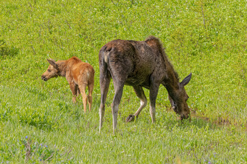 USA, Colorado, Cameron Pass. Close-up of moose mother and calf.