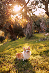 Portrait of a smiling red and white welsh corgi pembroke, beautiful sunset, olive trees in the background