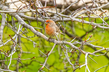 USA, Colorado, Fort Collins. Male house finch in tree.