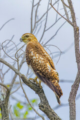 USA, Colorado, Fort Collins. Red-tailed hawk in tree.
