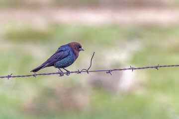 USA, Colorado, Fort Collins. Male brown-headed cowbird on fence wire.