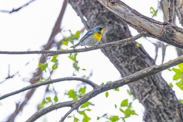 USA, Colorado, Fort Collins. Northern parula bird in tree.