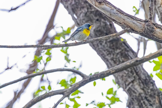 USA, Colorado, Fort Collins. Northern parula bird in tree.