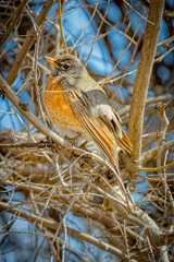 USA, Colorado, Fort Collins. Female American robin close-up.