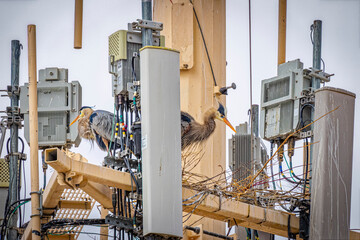 USA, Colorado, Fort Collins. Great blue herons nesting on cell tower.