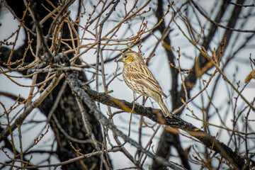 USA, Colorado, Fort Collins. Female Cassin's finch in tree.