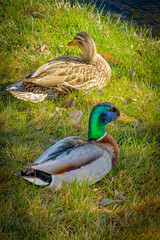 USA, Colorado, Fort Collins. Mallard duck pair close-up.
