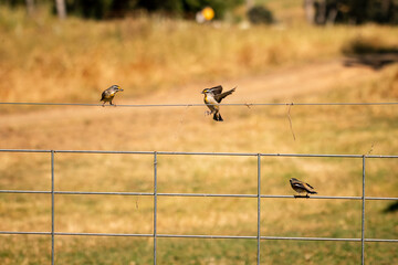 Small wild birds on wire fence in sunny outdoor setting - Striated Pardalote