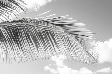 Obraz premium Black and White Close-Up of a Palm Leaf Against a Cloudy Sky, Highlighting the Detailed Veins and Texture of the Leaf in a Serene Natural Setting