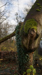 image of moss growing on a tree stump