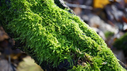 image of moss growing on branch