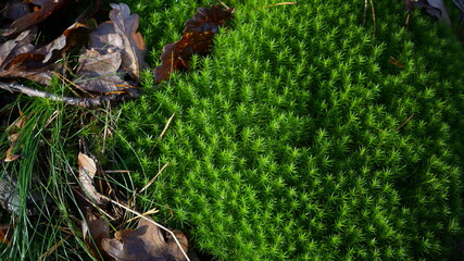 lovely dark green moss (Polytrichum juniperinum)