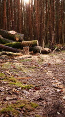 image of felled pine trees in a german forest in Brandenburg