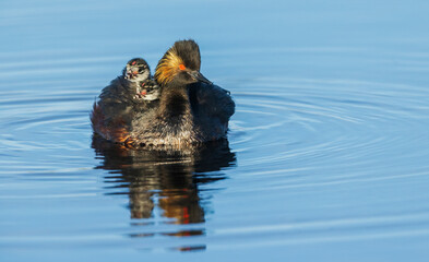 Eared grebe parent with chicks, Colorado, Wetland, USA