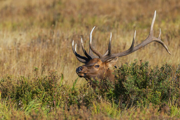Bull elk suddenly appears at close range within a Colorado montane meadow